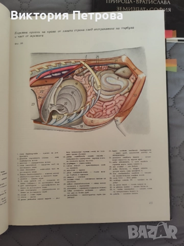 Атлас по топографска анатомия на селскостопанските животни Том 1, 2 и 3, снимка 11 - Специализирана литература - 52815137