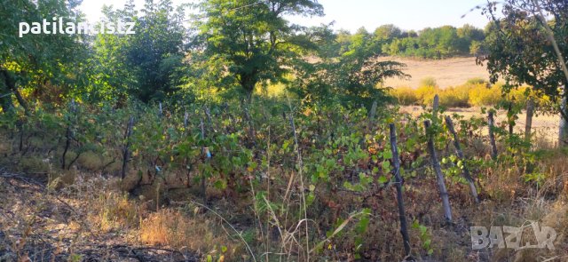 Къща с двор, лозе, басейн, барбекю и бесетка, снимка 9 - Къщи - 42591138