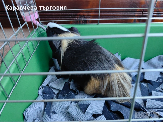 Морско свинче , снимка 2 - Морски свинчета - 51970137