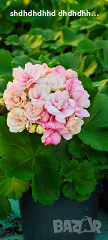 Сортови Мушката за колекционери 5 € за брой ( четири цвята ), снимка 2 - Градински цветя и растения - 54231825