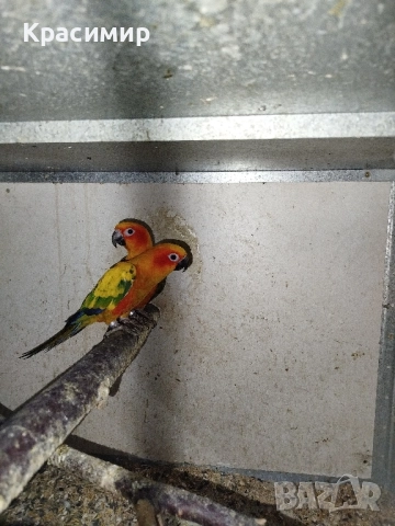 различни видове птици , снимка 2 - Папагали - 52253904