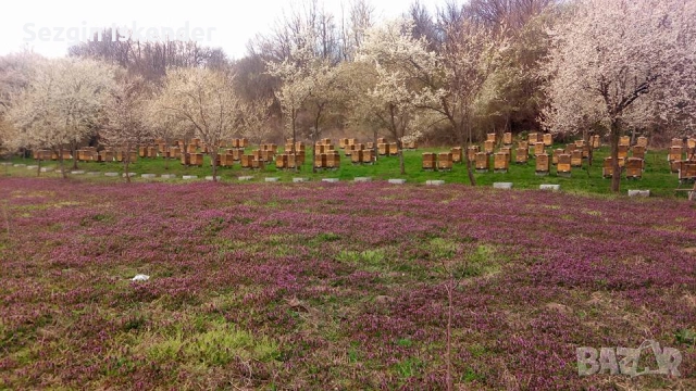 Липов пчелен мед и Букет., снимка 2 - Пчелни продукти - 51578383