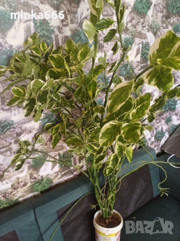 Голяма еуфобрия педилантус, снимка 4 - Стайни растения - 53958057