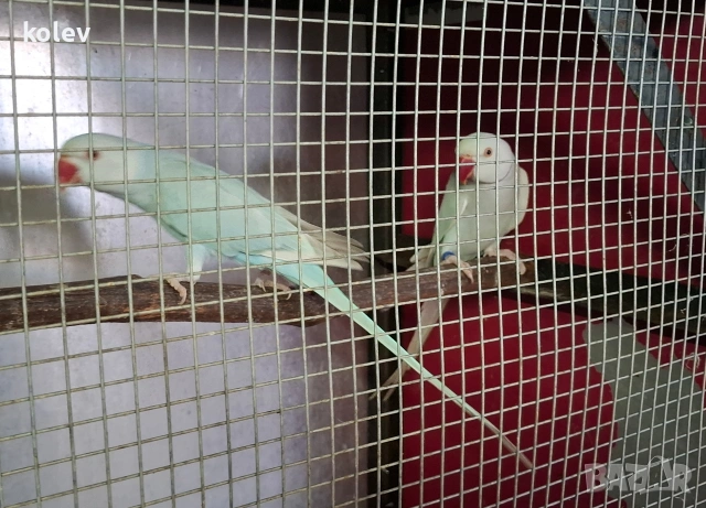 двойка малък Александър , снимка 3 - Папагали - 53015775