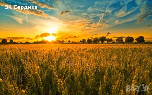 Купувам ЗЕМЕДЕЛСКА ЗЕМЯ всички землища област  Перник