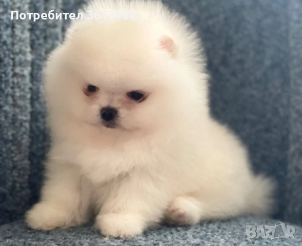 Померан babyface бели пухчета, снимка 4 - Померан - 52557849