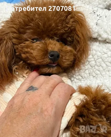 Той пудели, снимка 16 - Пудели - 48840560