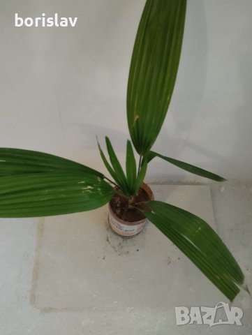 Палми Трахикарпус и Вашингтон, снимка 11 - Стайни растения - 14936682