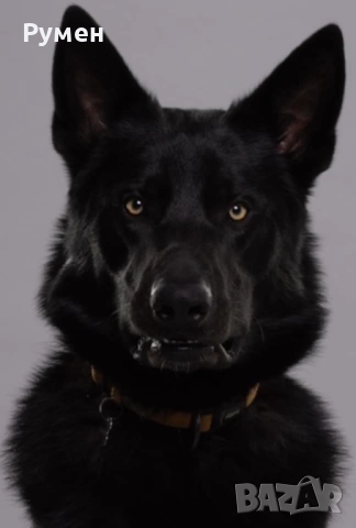 Черно вълче Чехословашки вълчак КАПАРИРАНО, снимка 6 - Други - 52115148