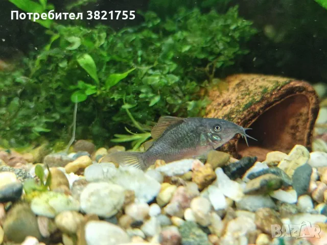 Сомче коридорас, зелен коридорас, brochis splendens, снимка 6 - Рибки - 56219126