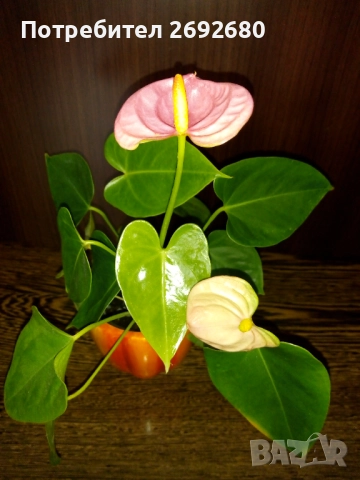 Традесканция рео,кливия,исусов венец, кротон, сансивиера,хибискус , снимка 16 - Стайни растения - 42021101