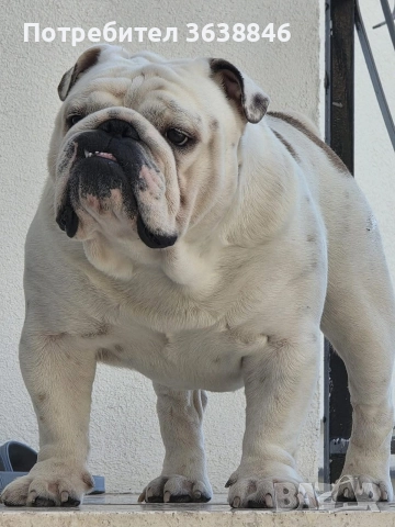 Английски булдог, снимка 4 - Английски булдог - 52881442