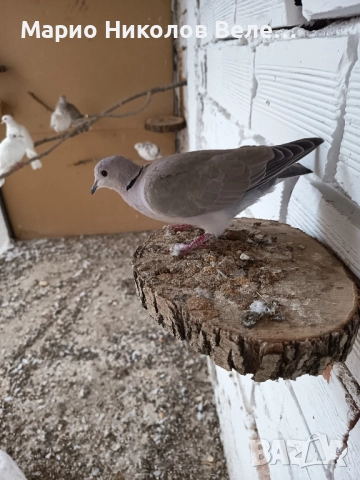 гугутки смехурки , снимка 6 - Гълъби - 52550070