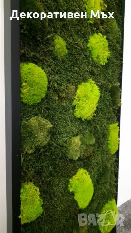 Промоция - декоративен плосък стабилизиран скандинавски естествен мъх., снимка 8 - Декорация за дома - 35451895