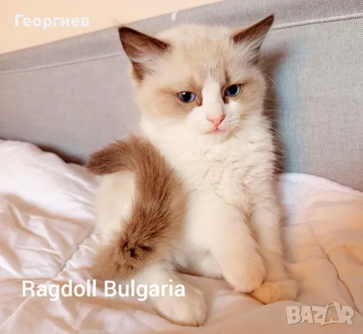 Регдол мъжко коте - готово за взимане, снимка 1
