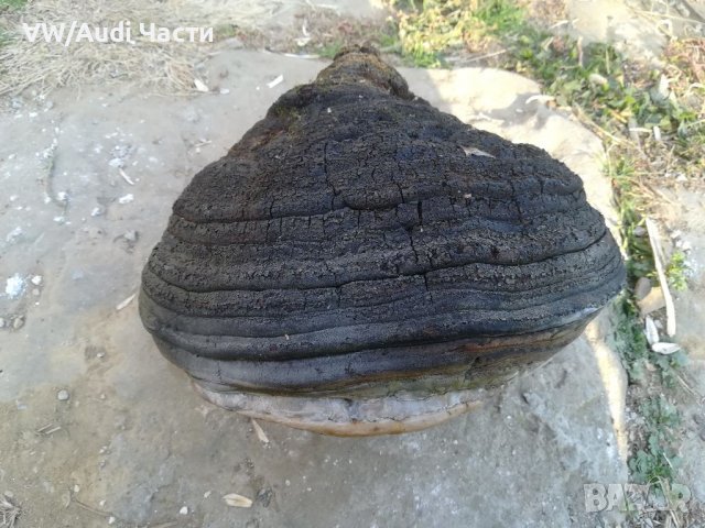 Голяма дървесна гъба за декорация 