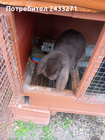 Френски кочовати зайци, снимка 2 - Други - 44572268