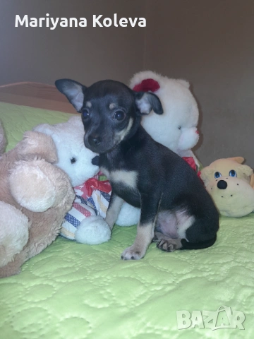 Продавам пинчер, снимка 3 - Пинчер - 53940157