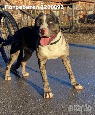 Питбул-Мерле за разплод