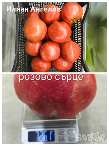 Семена от стари селски сортове домати,краставици и други, снимка 6 - Сортови семена и луковици - 52629365