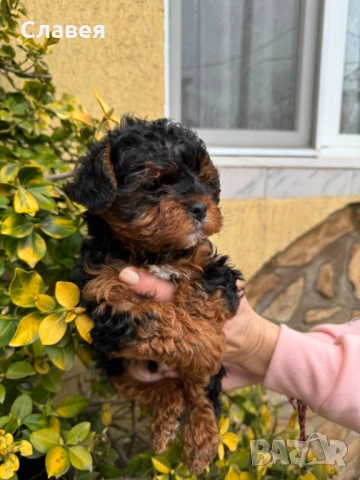 Йорипу , снимка 4 - Йоркширски териер - 53937743