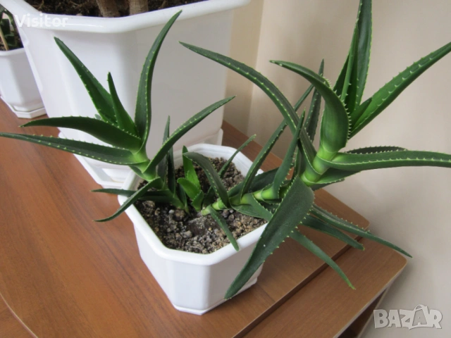 Canon PowerShot A2200   14.1 Mpx, снимка 18 - Фотоапарати - 53938387