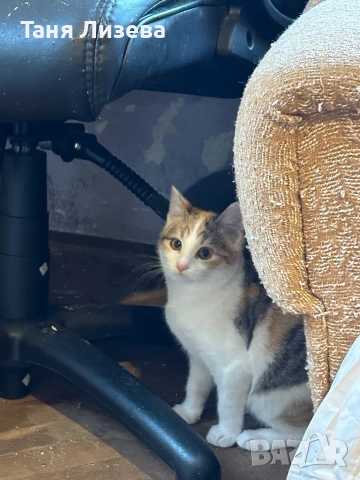 Подарявам малка трицветка, снимка 2 - Други - 52592440