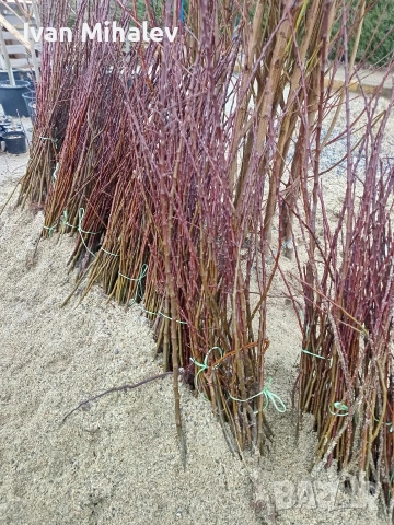 промо цени за дръвчета и лози, снимка 4 - Градински цветя и растения - 53928143