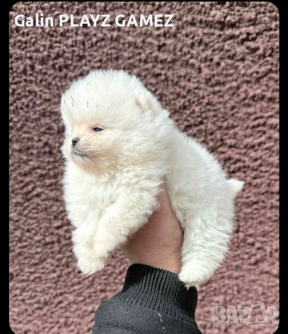 Померан , снимка 3 - Померан - 53969252