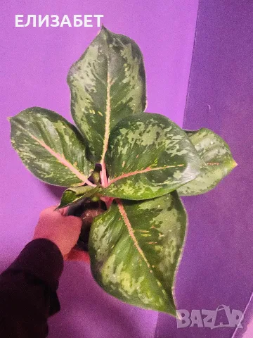 Aglaonema aglaonema