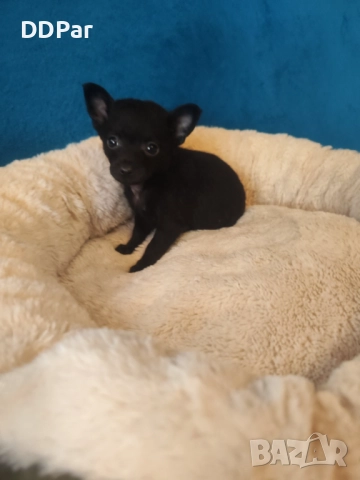 Мини чихупинчери , снимка 2 - Пинчер - 52710666