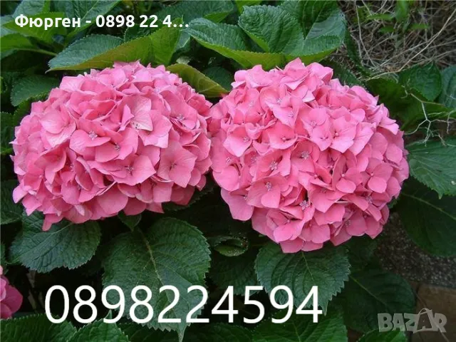  Хортензия Налични 4 вида , снимка 2 - Разсади - 37070652