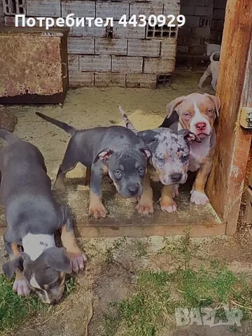 American Bully XL, снимка 2 - Американски стафордширски териер - 56317527