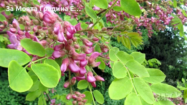 Акация, снимка 2 - Градински цветя и растения - 49424781