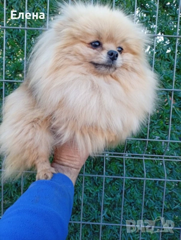 Женски померан 