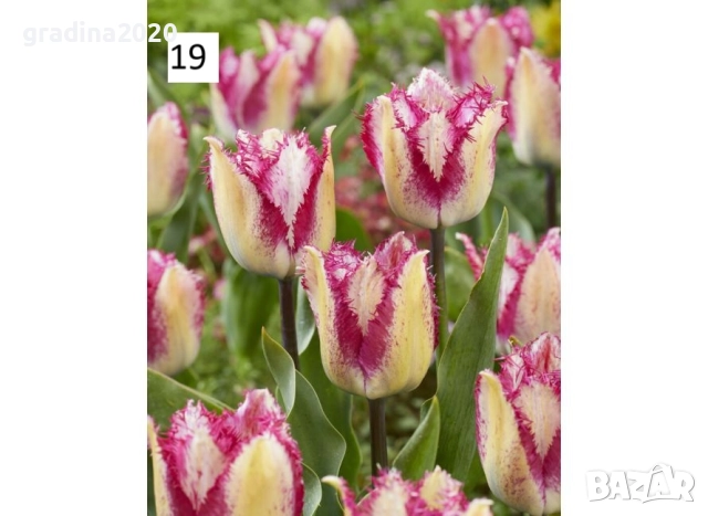 Луковици на лалета, снимка 6 - Разсади - 51436404