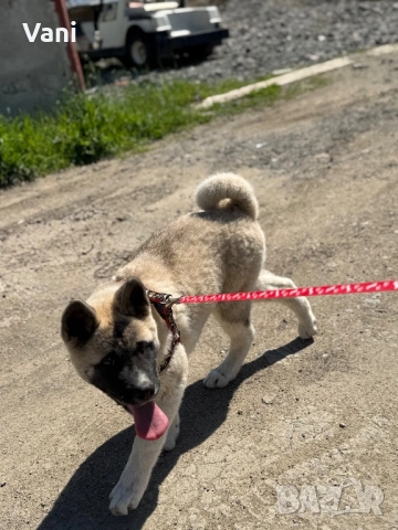 Американска акита кученце, снимка 7 - Акита - 53021892