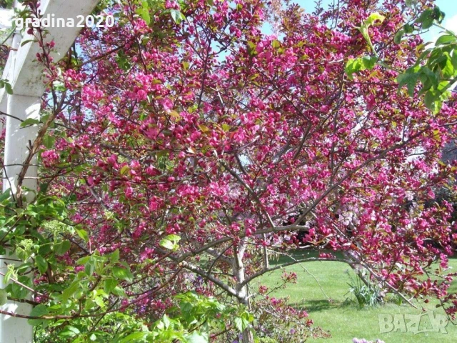 Декоративна червена ябълка Малус