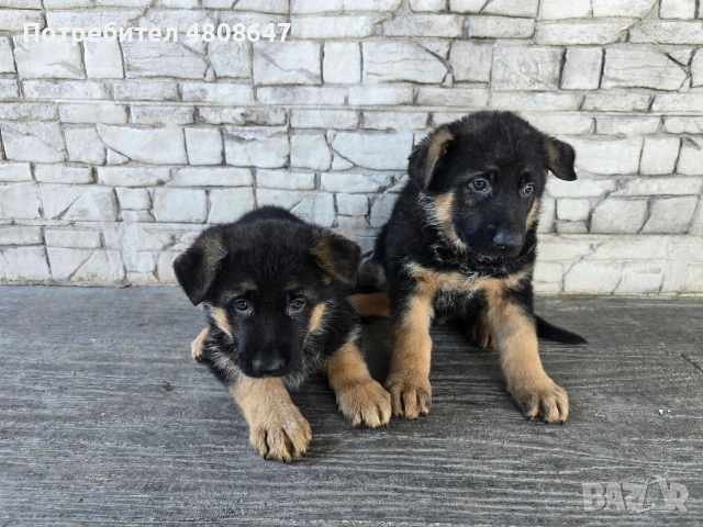 Немски овчарки , снимка 9 - Немска овчарка - 54320500