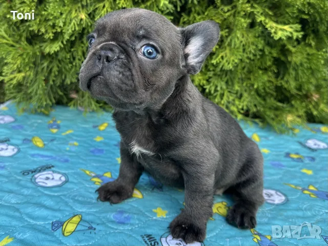 Френски Булдог / French Bulldog 
, снимка 14 - Френски булдог - 55725415