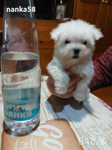 продавам малтизер