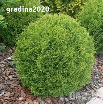Туя западна Tiny Tim (Thuja occidentalis Tiny Tim) - кълбовидна 