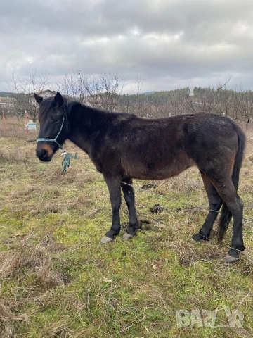 Кобила , снимка 3 - Коне - 52208617