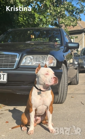 Мъжки питбул за разплод 