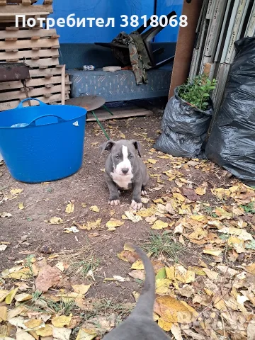 Американско Були / American Bully