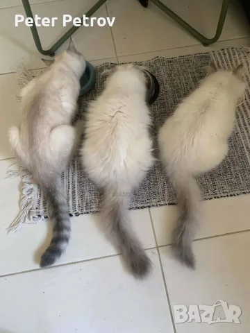 Шотлански котета
