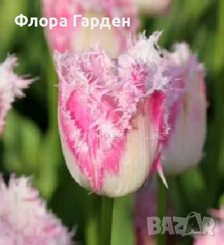 ЛАЛЕТА - луковици