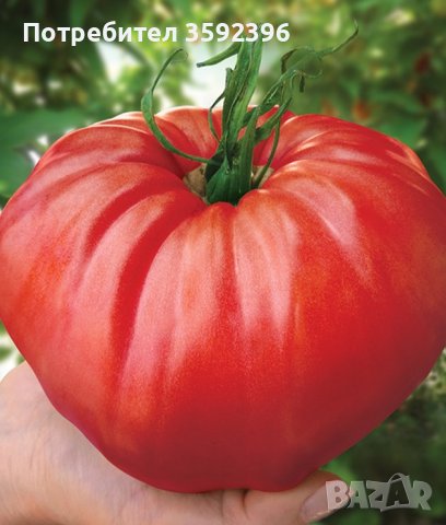 6 сорта семена домати за 10 лева