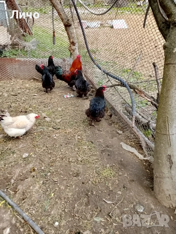 продавам яйца , снимка 5 - Кокошки и пуйки - 54288323