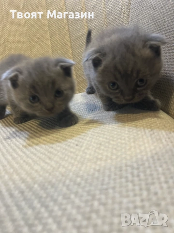 Малки пухкави съкровища търсят своя нов дом! 🐾